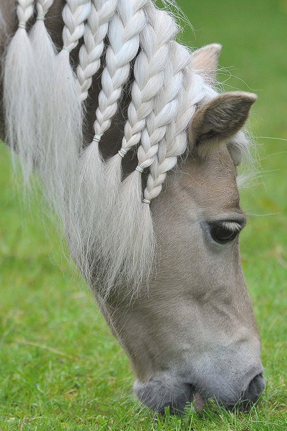 A Happy Ending For Rescued Shetland Pony, Pearl!