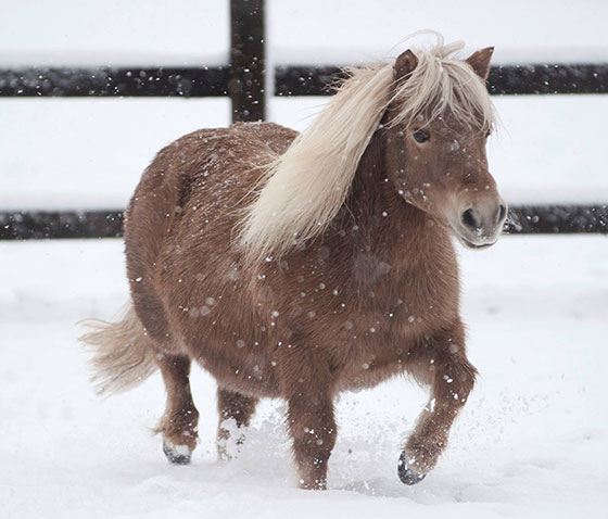 A Happy Ending For Rescued Shetland Pony, Pearl!