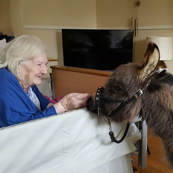 Tiny Teddy Completes First Official Visit With Team Blackberry Supported By Mollichaff Donkey