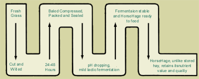 HorseHage Production Process