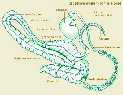 Horse Digestive System