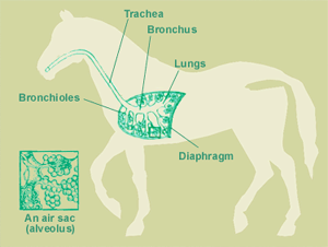 Respiratory System and Environment