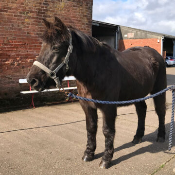 Mollichaff Veteran Helps Dentally-Challenged New Forest Pony