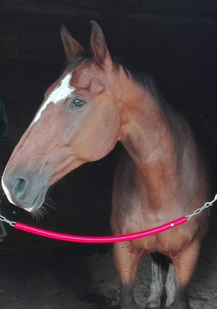 Managing Respiratory Symptoms With HorseHage