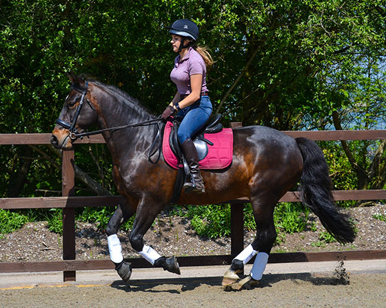 Rocky Gleams In The Ring With Mollichaff ShowShine!