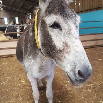 The Sky’s The Limit For New Therapy Donkey
