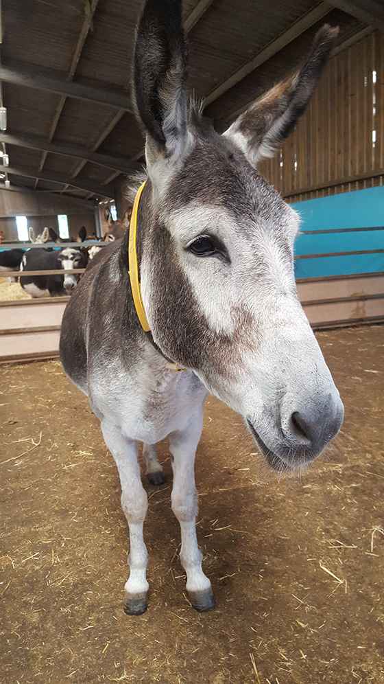 The Sky’s The Limit For New Therapy Donkey