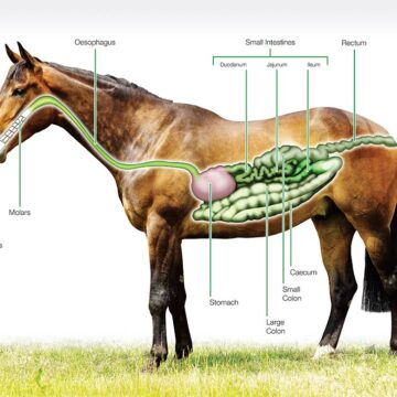 Horse Digestive System