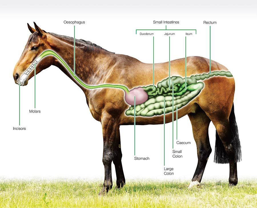 Horse Digestive System