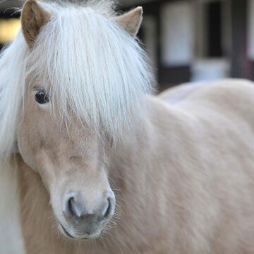 A Happy Ending For Rescued Shetland Pony, Pearl!