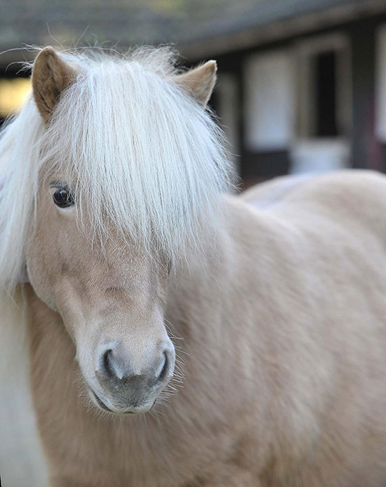 A Happy Ending For Rescued Shetland Pony, Pearl!