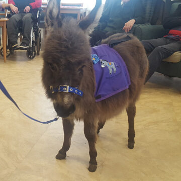 Tiny Teddy Completes First Official Visit With Team Blackberry Supported By Mollichaff Donkey