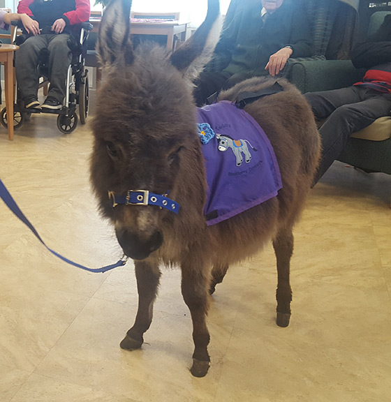 Tiny Teddy Completes First Official Visit With Team Blackberry Supported By Mollichaff Donkey