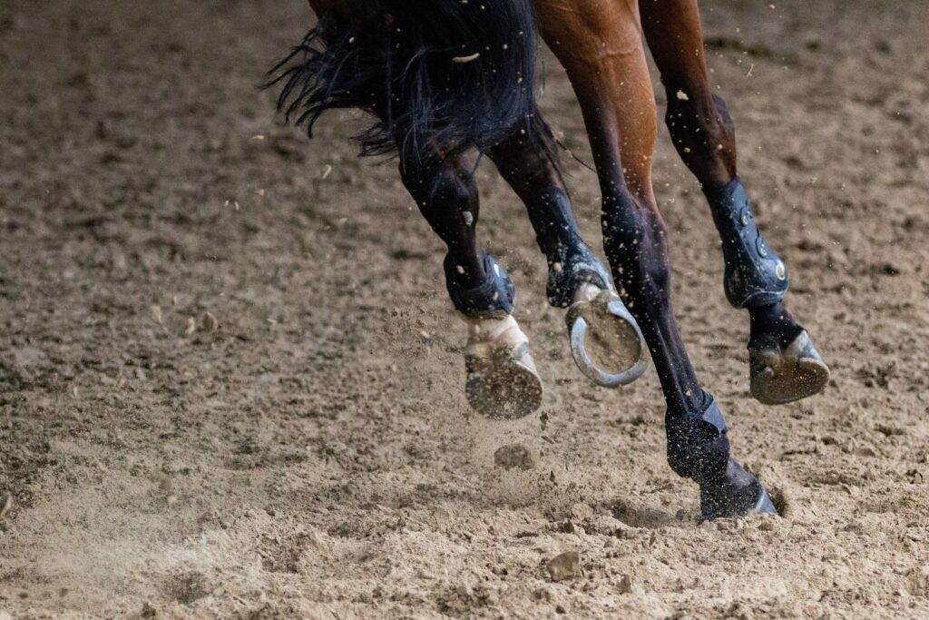 Feeding Horses and Ponies with Laminitis