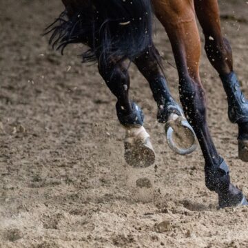 Feeding Horses and Ponies with Laminitis