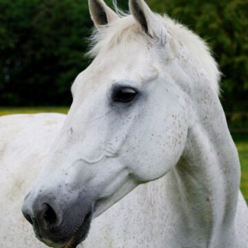 Feeding Older Horses