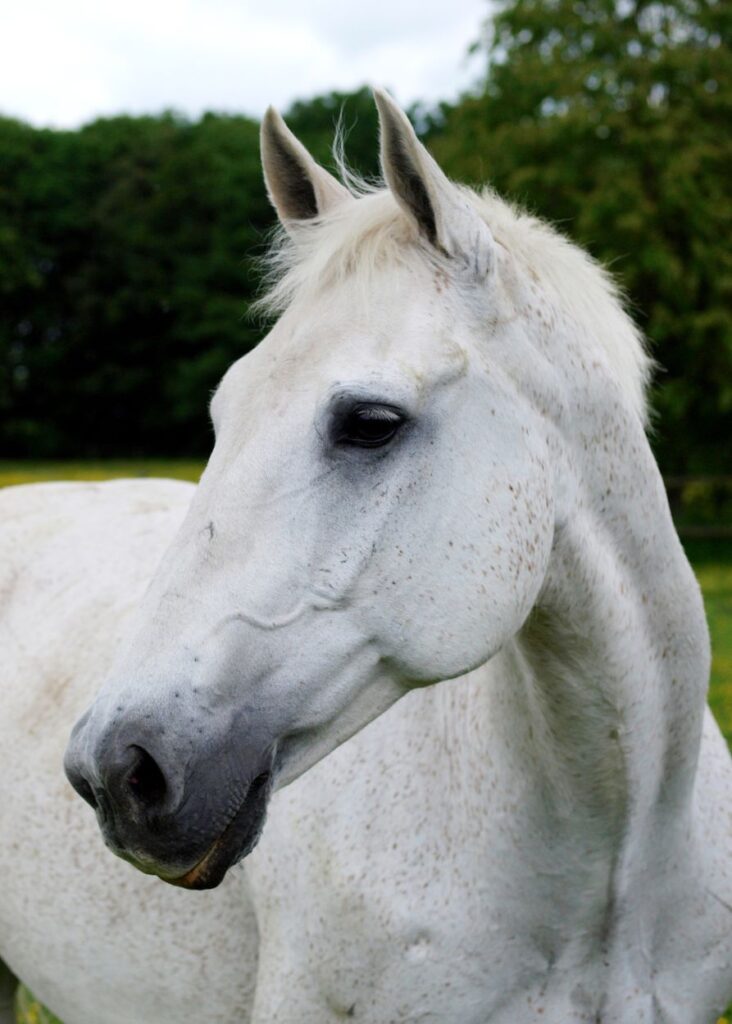 Feeding Older Horses