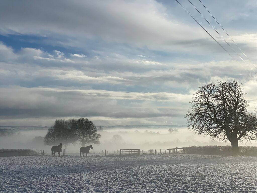 Winter Feeding for Horses