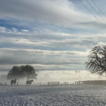 Winter Feeding for Horses