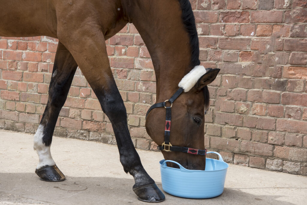 Feeding Fussy Horses: What Flavours Do Horses Prefer?