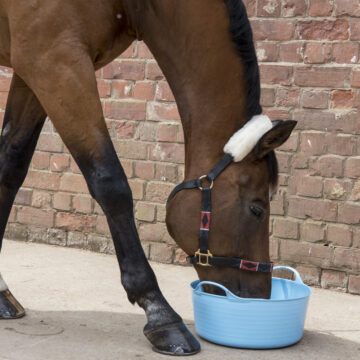 Feeding Fussy Horses: What Flavours Do Horses Prefer?