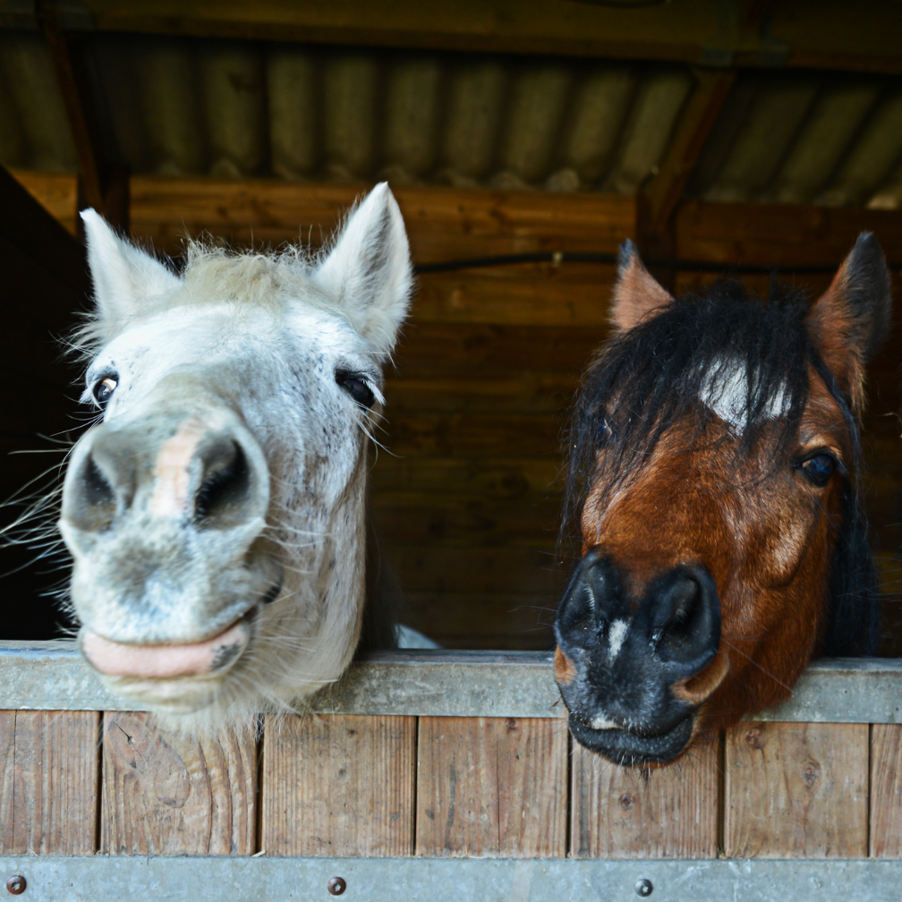 Winter Boredom Breakers for Horses