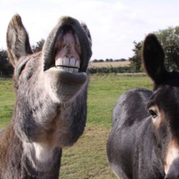 What Should You Feed Your Donkey?