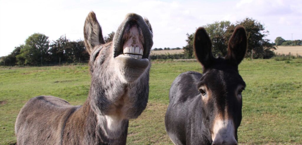 What Should You Feed Your Donkey?