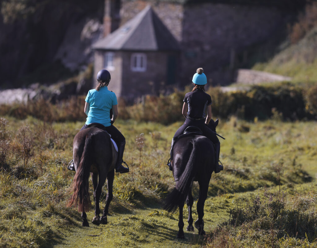 The Benefits of Oil for Horses