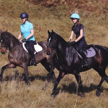 What to Feed Your Overweight Horse