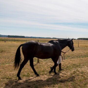 Feeding Horses in Dry Conditions