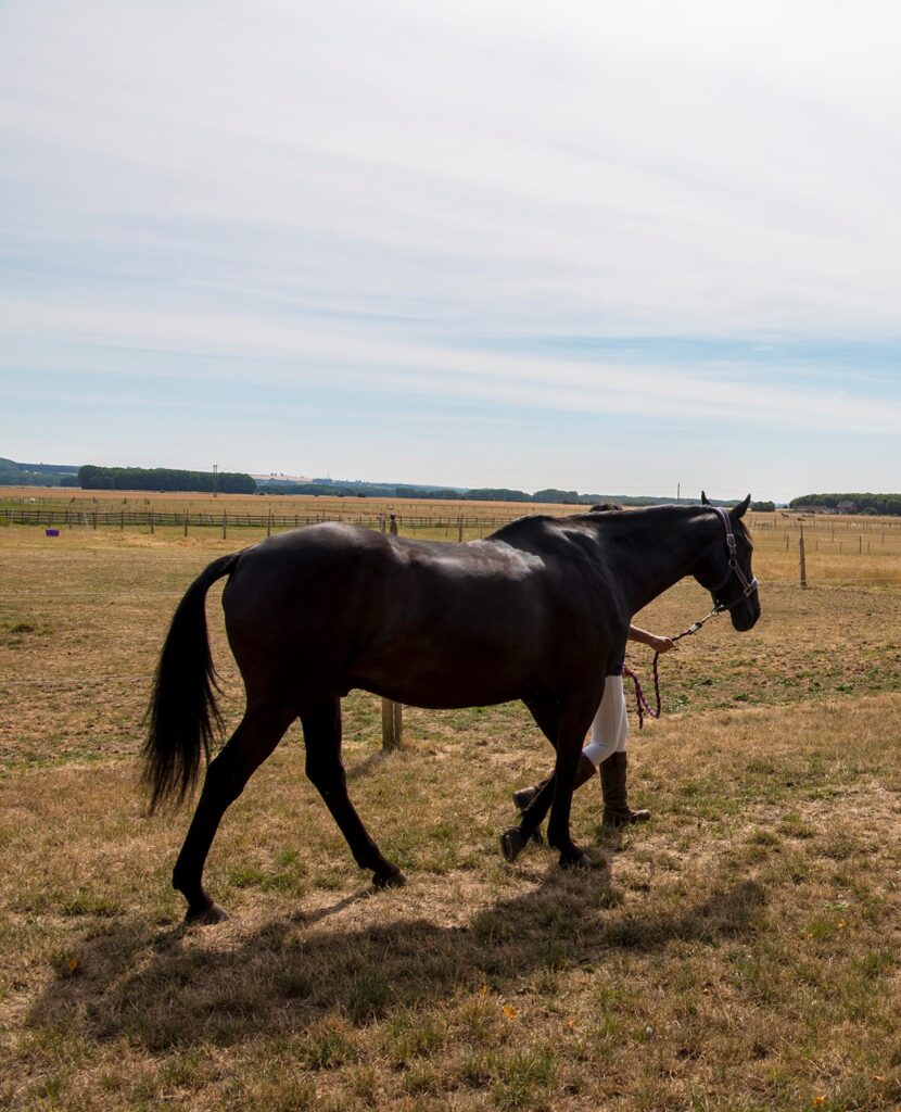 Feeding Horses in Dry Conditions