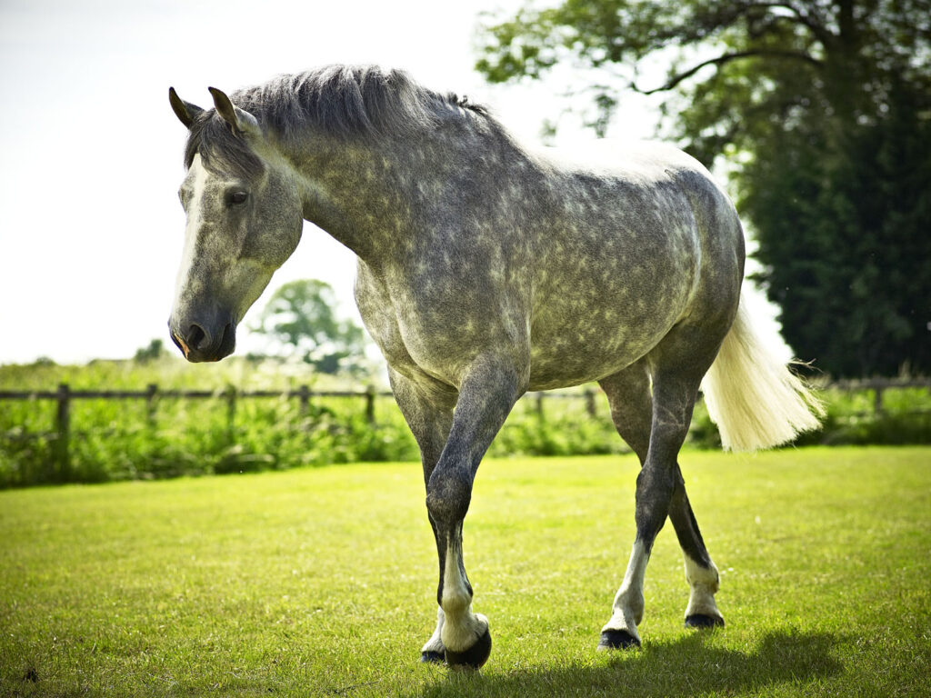 How to Restrict Horses Grazing