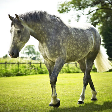 How to Restrict Horses Grazing