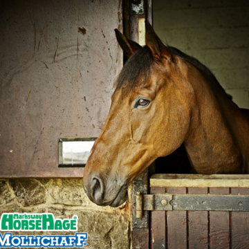 Feeding Horses on Box Rest