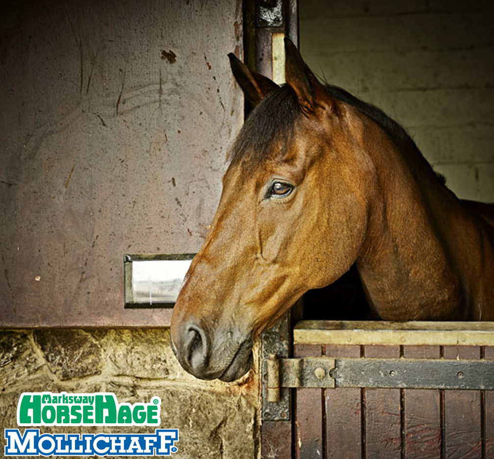 Feeding Horses on Box Rest