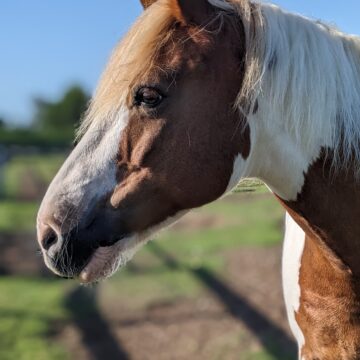 HorseHage Timothy works wonders for cob with PSSM and COPD