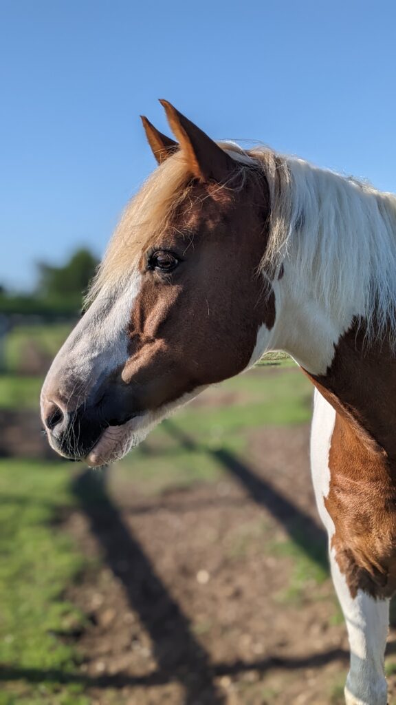 HorseHage Timothy works wonders for cob with PSSM and COPD