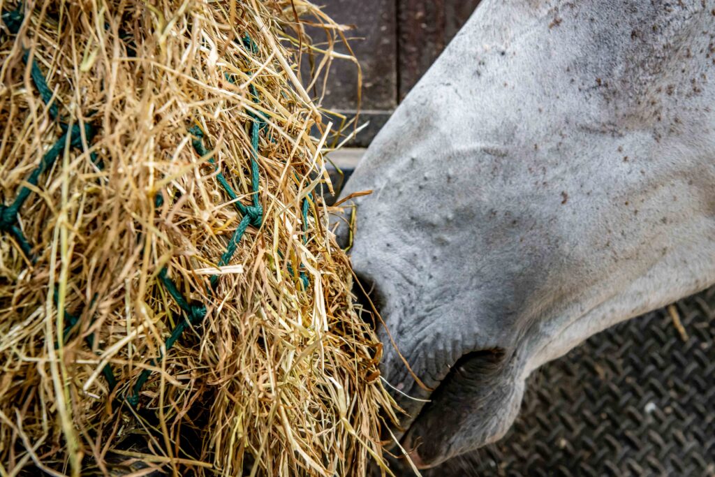 How to Feed HorseHage