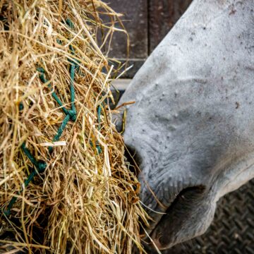 How to Feed HorseHage