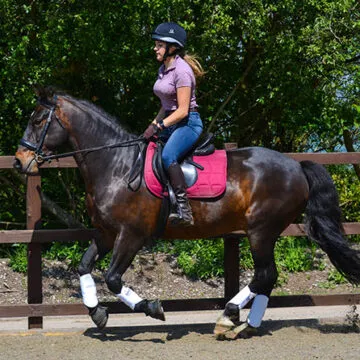 Rocky Gleams In The Ring With Mollichaff ShowShine!