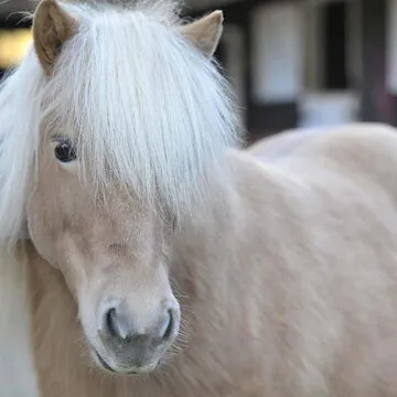 A Happy Ending For Rescued Shetland Pony, Pearl!